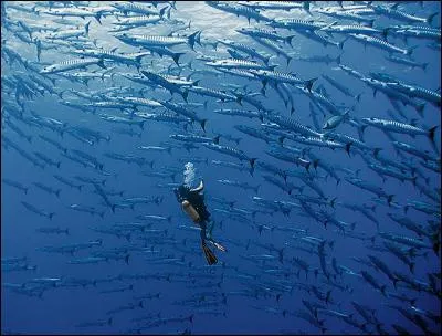 Jeune, ce poisson vit en troupes nombreuses, adulte, il devient solitaire !