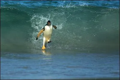 Identifiez cet oiseau !