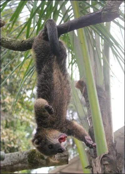 C'est un petit carnivore asiatique, avec une particularité, sa queue est préhensile, comme vous pouvez le voir sur la photo, on l'appelle également chat-ours !