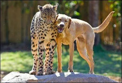 Identifiez le félin !