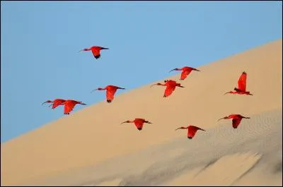 Du temps des pyramides, cet oiseau était célébré comme un dieu !