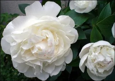 Quelle est cette fleur originaire d'Extrême-Orient?