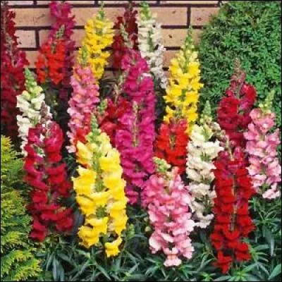 Quelle est cette fleur qui signifie l'amour ?