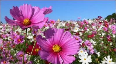 Quelle est cette fleur originaire de l'Arizona, du Mexique, du Guatemala et du Costa Rica ?