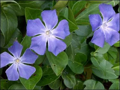 Quel est le nom de cette belle fleur bleue ?