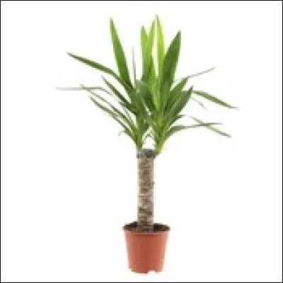 Quel est le nom de cette plante verte ?