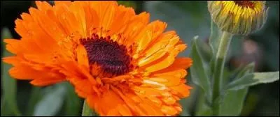 Quelle est cette fleur orange ?