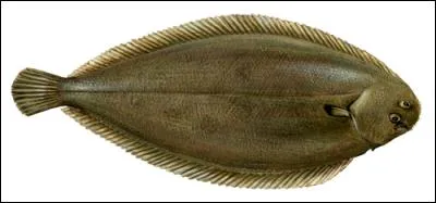 Quel est ce poisson ?