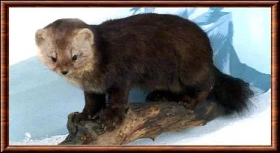 La zibeline, comme le lagopède et le lièvre variable, change-t-elle de couleur pour devenir blanche en hiver ?