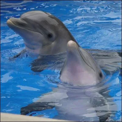 Quel animal vois-tu sur la photo ?