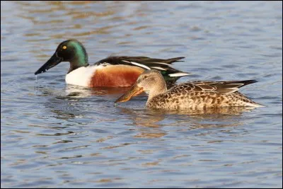 Quel animal vois-tu sur la photo ?