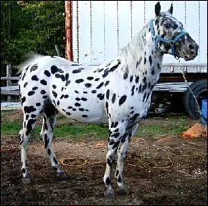 De quelle race est ce cheval ?