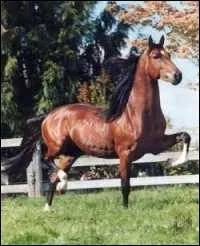 De quelle race est ce cheval ?