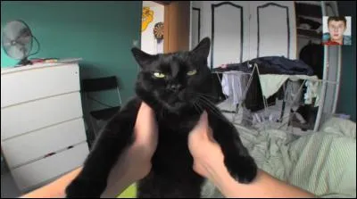 Qui, ci-dessous, a un chat ?