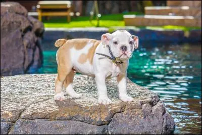 Comment s'appelle le petit chien ?