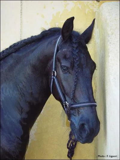 Quelles protections de travail protègent les tendons?