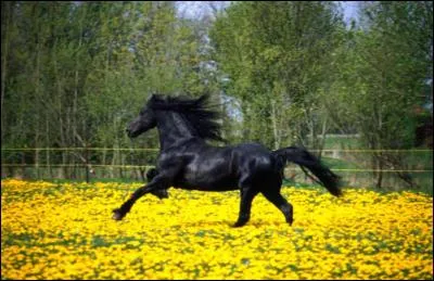 Quelle proportion de son temps le cheval passe t-il à se déplacer ?