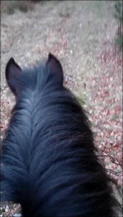 Quelle est la bonne température corporelle pour un cheval en bonne santé ?(Plusieurs réponses possibles )