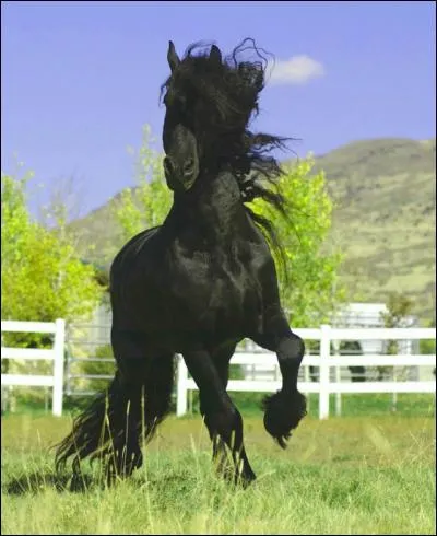 L'identification du cheval permet ...?(plusieurs réponses possibles )