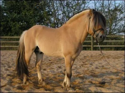 L'appareil digestif du cheval est composé de : (plusieurs réponses possibles)