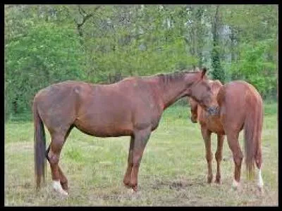 Un cheval qui a la tête basse et la lèvre inférieure qui pend, signifie :