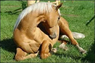 Un cheval qui est couché se regarde le ventre et se roule beaucoup, , signifie :