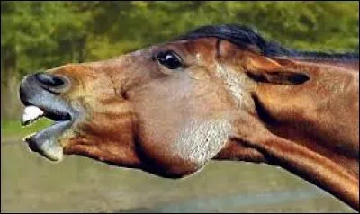 Un poney qui essaye de mordre quand on lui mets la sangle, signifie :