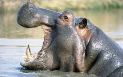 Le lait d'hippopotame est... !