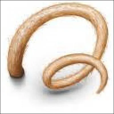 Lequel des membres Dursley se verra pousser une queue de cochon ?