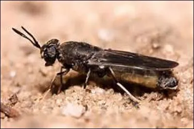 Qui est le maître des mouches ?