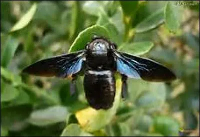 En quelle année le roman "Sa majesté des mouches" est-il écrit ?