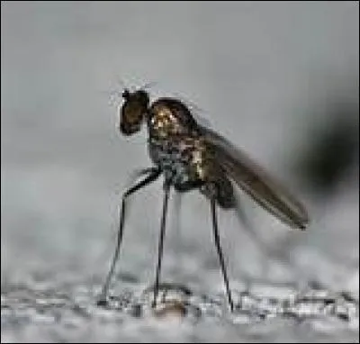 Qu'est-ce qu'une mouchette ?