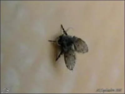 Quel autre nom donne-t-on à la mouchette ?