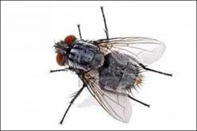 Quelle est en général la durée de vie d'une mouche femelle ?