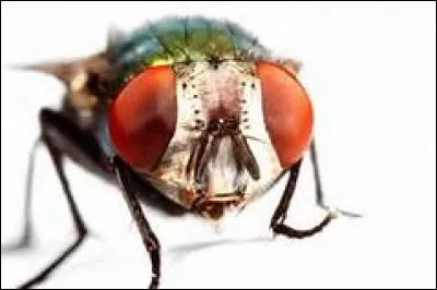 La mouche mâle vit ... longtemps que la mouche femelle.