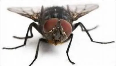 La mouche...