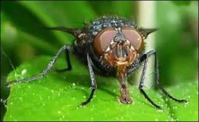 Quel autre verbe peut-on associer au bruit produit par la mouche ?
