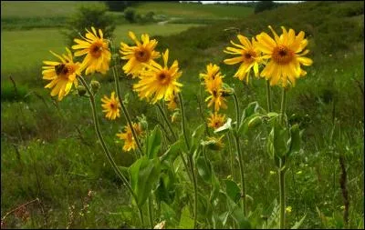Fleurs jaunes auxquels les bleus ne résistent pas !