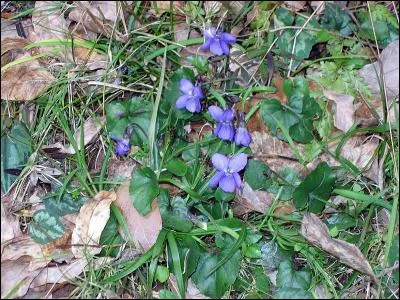 Vous connaissez certainement ces jolies fleurs qui poussent au printemps :
