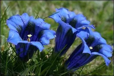 Vous ne trouverez celles-ci qu'en montagne, et elles sont protégées, ne cueillez que ce que la main peut contenir !