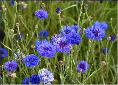 Ces fleurs voisinent souvent avec les marguerites et les coquelicots dans les champs de blé :