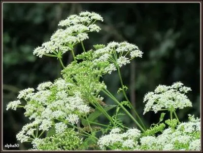 Ne buvez pas le bouillon, vous iriez directement voir Saint-Pierre !