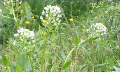 Et voici la dernière fleur du quiz, qui vous sera bien agréable, si vous la rencontrez, pour vous reposer de cette jolie balade dans les prés :