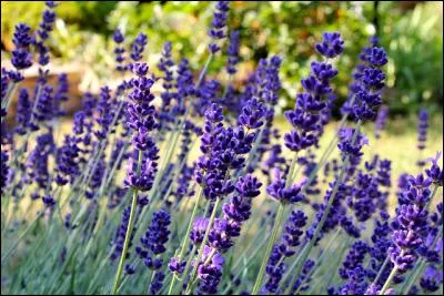 Celles-ci parfumeront votre maison !