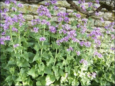 Les voici au printemps, on les appelle aussi lunaires, et à l'automne vous pourrez en faire un magnifique bouquet :