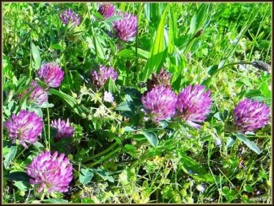 Si vous n'avez jamais rencontré cette fleur vous n'avez pas de chance !