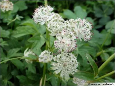 Quelle est cette superbe plante fleurie ?