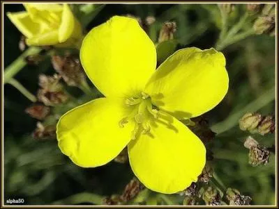 Diplotaxis à feuilles étroites, connue sous un autre nom, et je ne vous raconte pas des salades !
