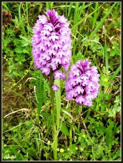 Cette fleur-là ne manque pas de charme :