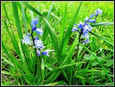 Que sont ces fleurs sauvages au parfum envoûtant ?